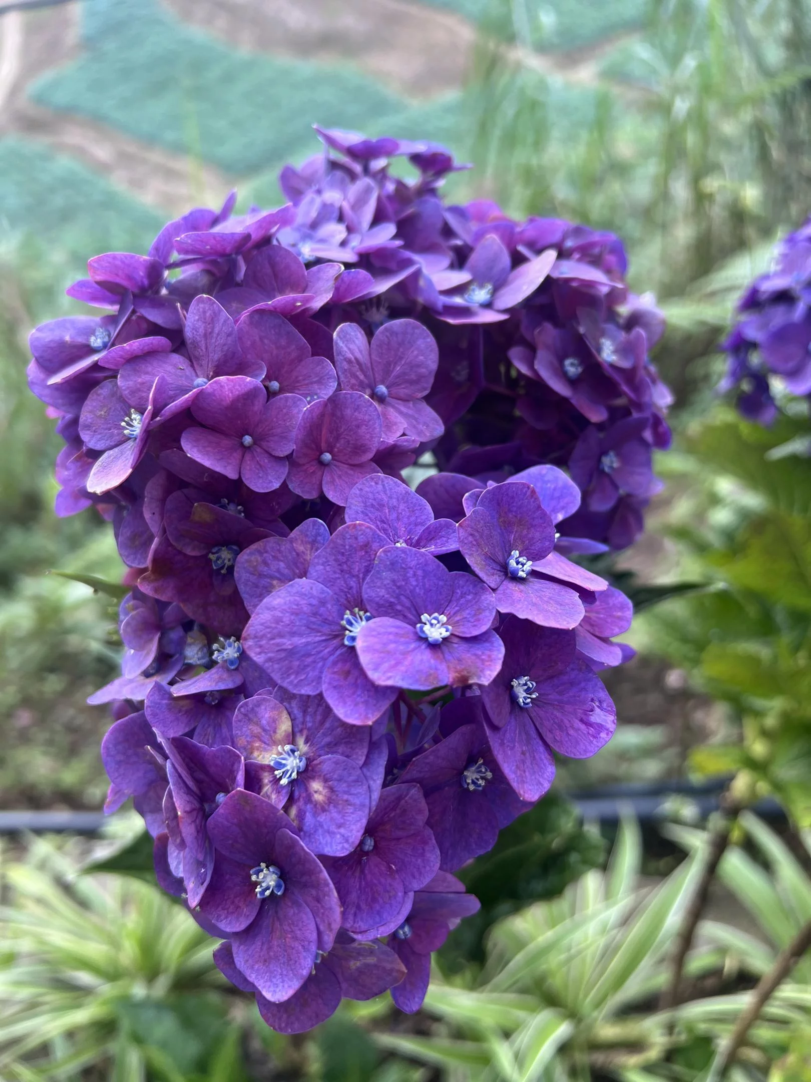 OrchidGirl